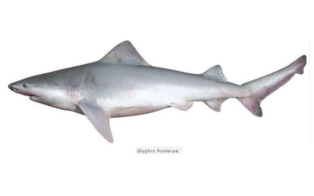 Haie mit Süßwasser: Lohnt es sich, Angst zu haben?