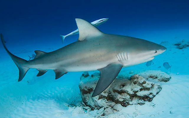Haie mit Süßwasser: Lohnt es sich, Angst zu haben?