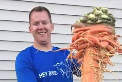 Amerikanisch вырастил гигантскую морковь весом более 10 кг