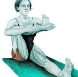 Anatomia растяжки: упражнения для всего тела в картинках
