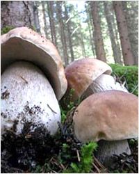 Bílá гриб - боровик, белые грибы