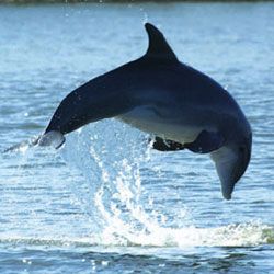 Schwangerschaft для дельфинов - тяжкое бремя, в прямом смысле