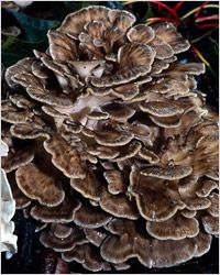Meitake (Grifola frondosa – грифола курчавая) – второй по популярности целебный гриб в Японии. 