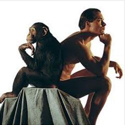 Persoana и шимпанзе: сравниваем нас и обезьян