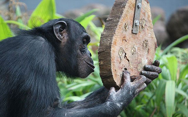 Człowiek i szympans: porównaj nas i małpy