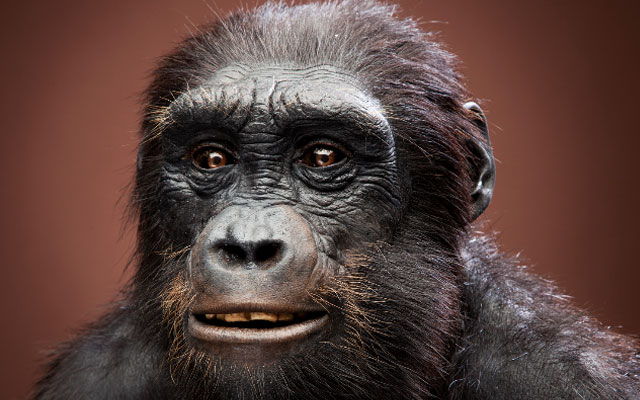Omul și cimpanzeul: comparați-ne cu maimuțele