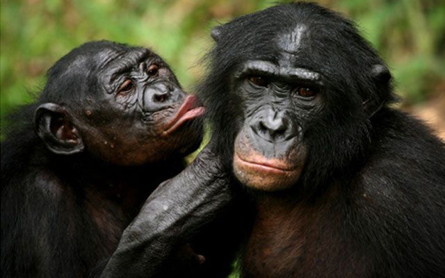 Omul și cimpanzeul: comparați-ne cu maimuțele