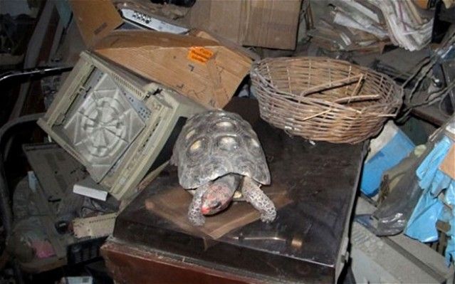 Żółw 30 lat mieszkał w zamkniętej spiżarni