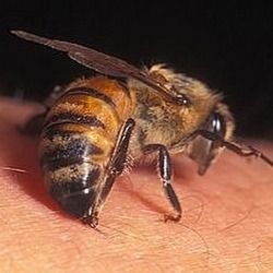 Was? делать, если укусила пчела или оса?