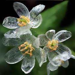 Skeleton blomst - становится прозрачным во время дождя