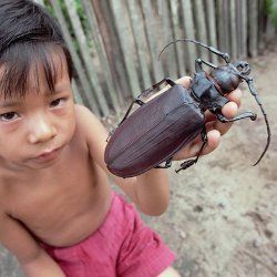 Holzfäller-Titan – самый большой жук в мире