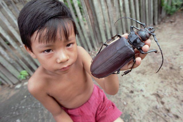 Drzeworyt-tytan - największy chrząszcz na świecie