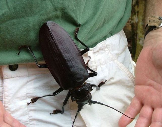 Drzeworyt-tytan - największy chrząszcz na świecie