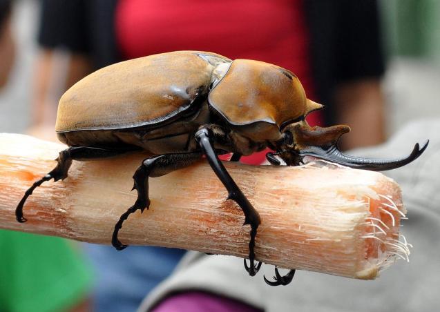 Lemn de tăiat-titan - cel mai mare gândac din lume