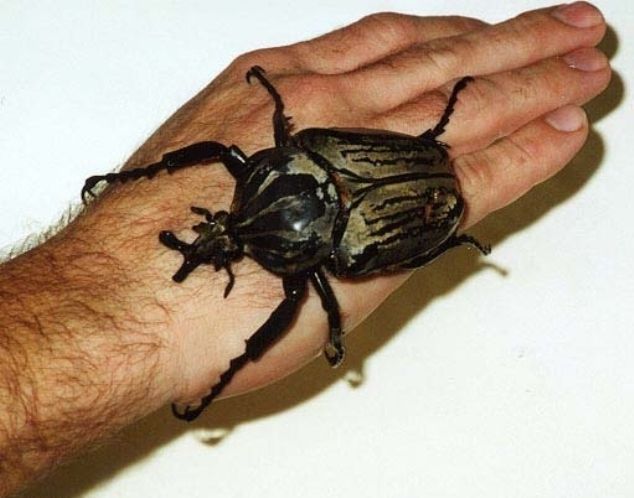 Lenhador-titânio - o maior besouro do mundo