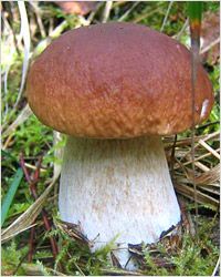 Weiß гриб 