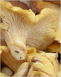 Cogumelos лисички