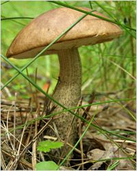 Cogumelos гриб подберезовик