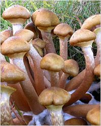 Cogumelos опята