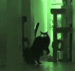 Essas fotos provam que nos gatos há algo demoníaco