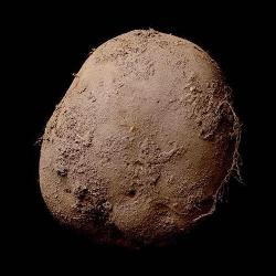 Foto картофеля продали за 1 миллион долларов