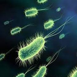 Gdzie больше всего микробов?