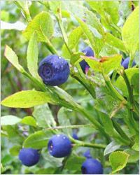 blåbær: лесная ягода