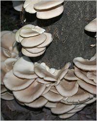 Cogumelos ostra