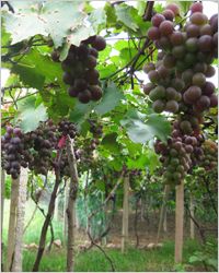 Georgisch виноград