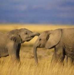interesant факты о слонах