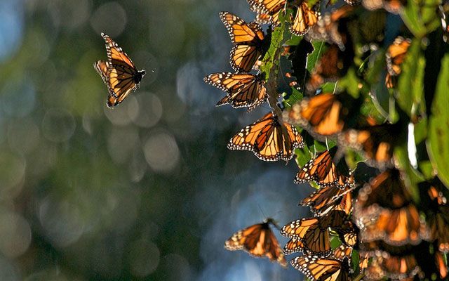 Адаптация насекомых к сезонным изменениям. Адаптация насекомых. Адаптация в природе. Адаптация насекомых в природе. Сезонные насекомые.