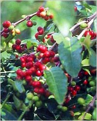 Bush растение кофе