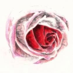 Cum poate нарисовать розу