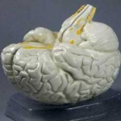 Jak může наука изучает мозг