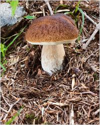 weiß грибы