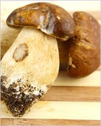 weiß грибы