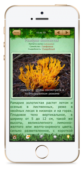 Aplikacja энциклопедия грибов с распознаванием по изображению (с использованием искусственного интеллекта)