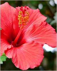 jamaica hibiscus pierdere în greutate)