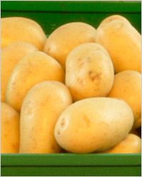 Kartoffeln: земляные яблоки 