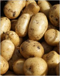 Kartoffeln. Клубни картофеля