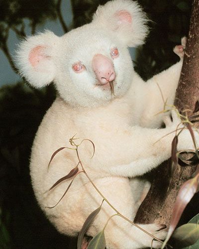 O colecție de rarități: albinos din lumea animală