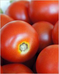 tomater свежие
