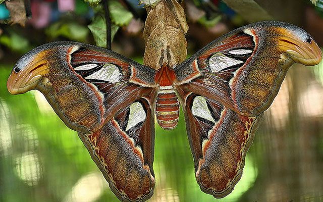 As belas mariposas do planeta