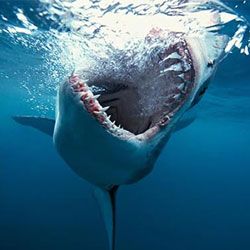 nysgjerrig факты о белых акулах