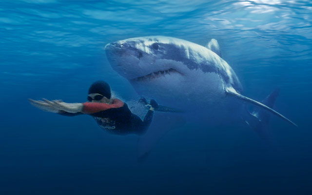 Fapte curioase despre rechinii albi