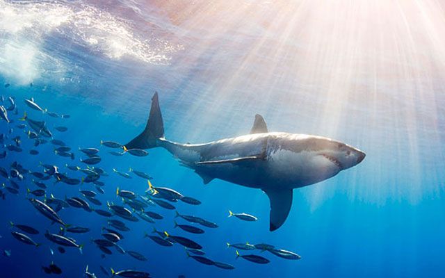 Nysgjerrige fakta om hvite haier