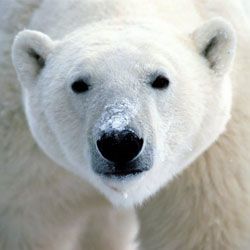 nysgjerrig факты о белых медведях