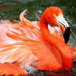 Neugierig факты о фламинго