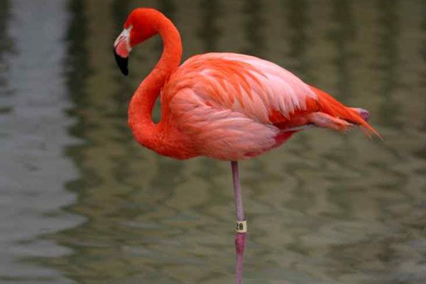 Ciekawe fakty dotyczące flamingów