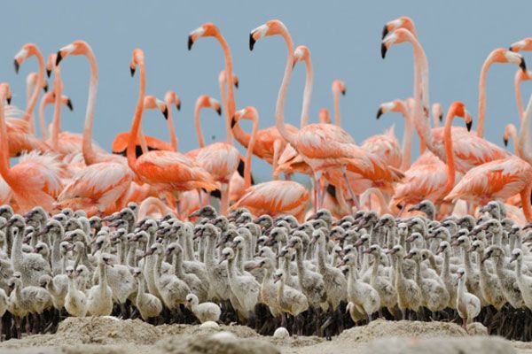 Nysgjerrige fakta om flamingo